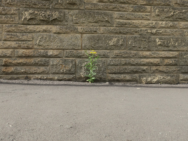 Single ragwort plant flowering by wall against pavement.