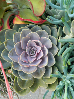 Echeveria Perle von Nurnberg at Toronto Botanical Garden by garden muses-not another Toronto gardening blog