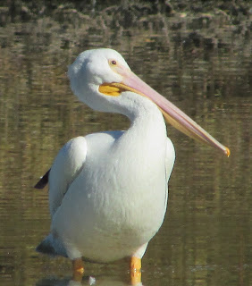 Adult Pelican in Water