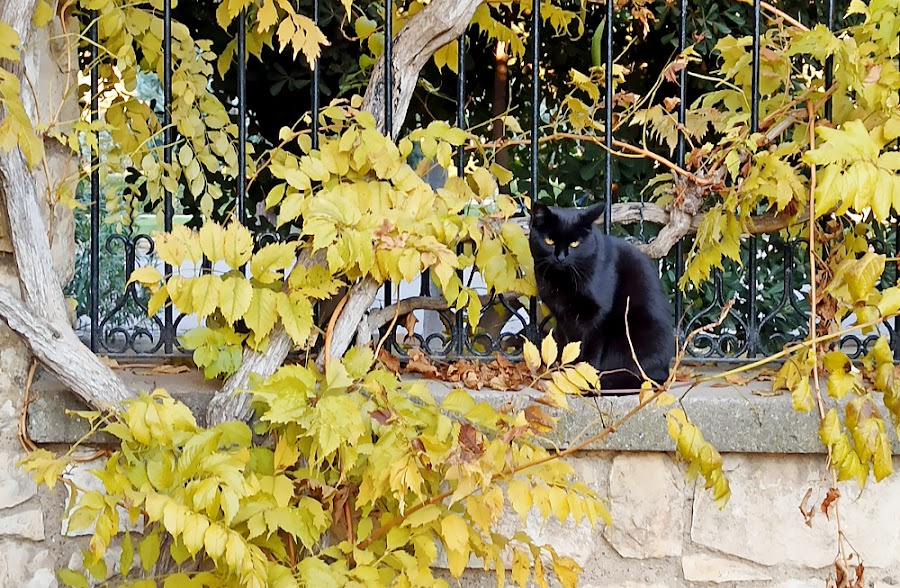 zaragoza otoño fotografía gato