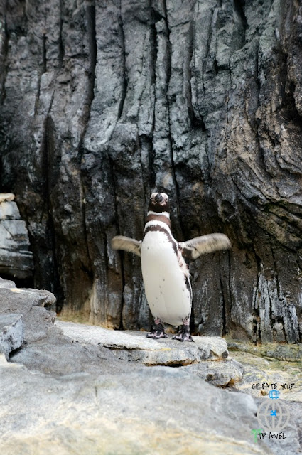 pinguin oceanario de lisboa1