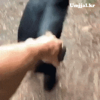 Umjjal_kr_872.gif