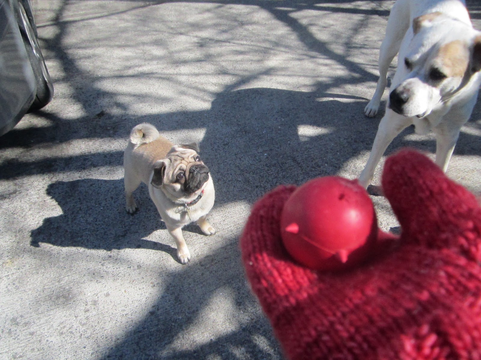 Urban Hounds: Super Easy Magic Loop Mittens
