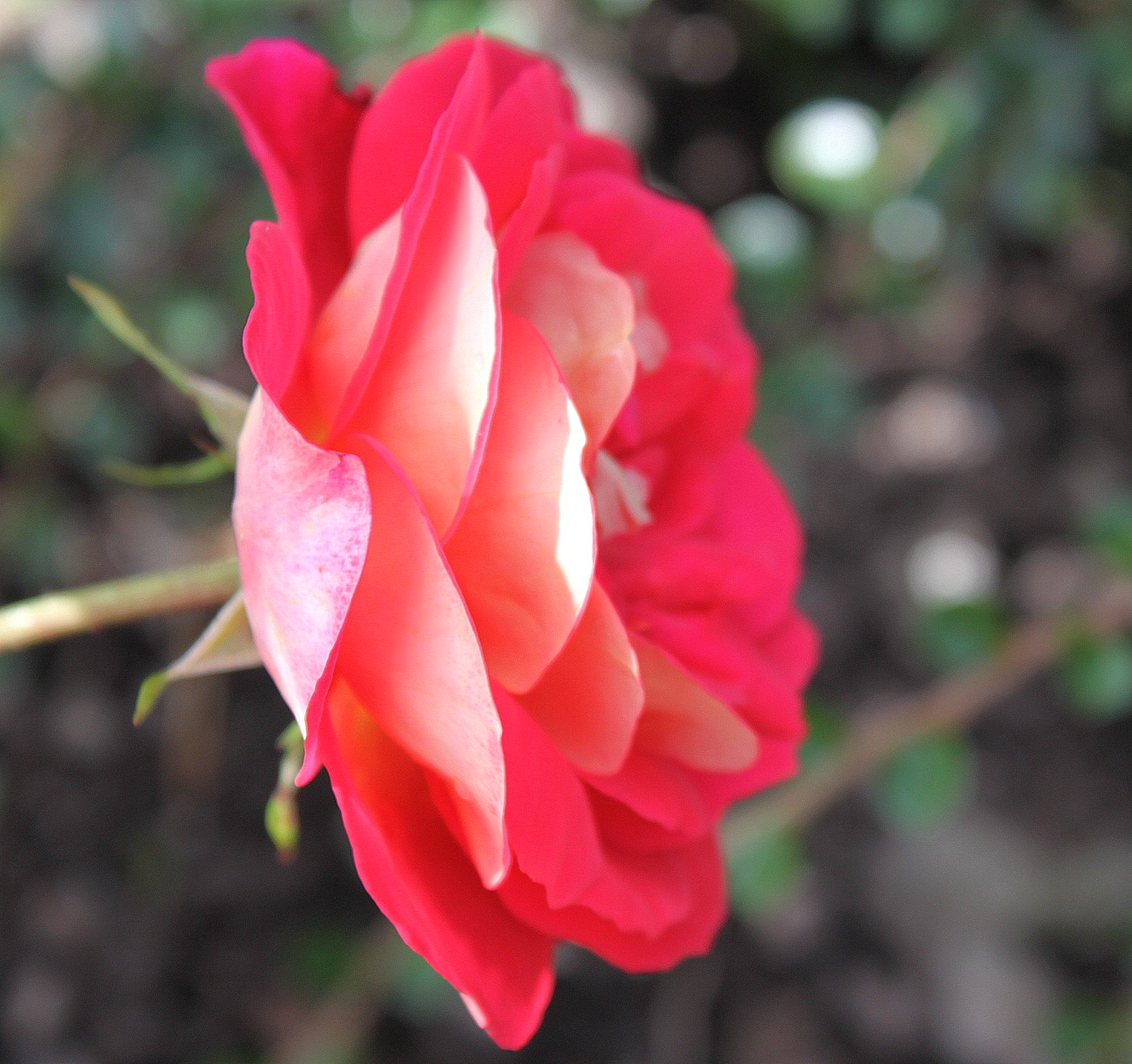 La Vie en Rose Smell the Roses