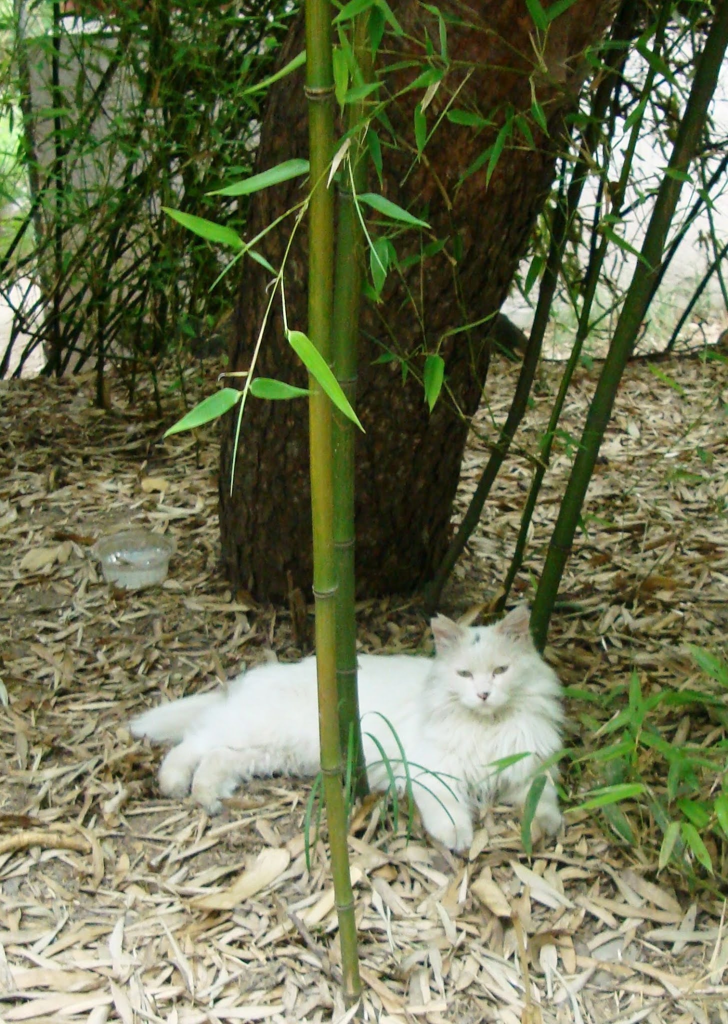 Vaso de bambú para llevar - El Desván del Gato