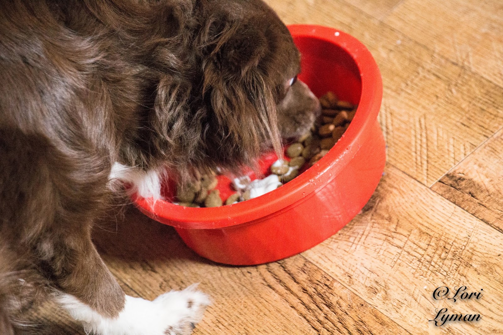 Fair Dinkum Doggies Love YogiDog