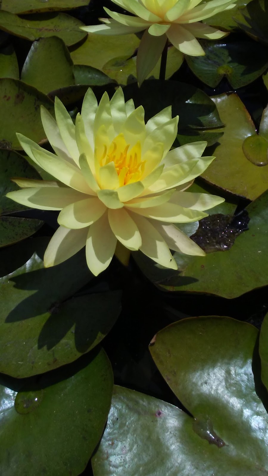 Classtopia Plants Of The San Juan Capistrano Mission