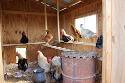 chicken coop farm