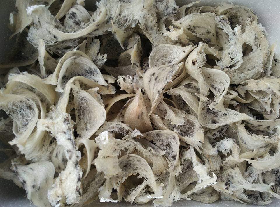 NUMIT Bird Nest 浓密燕窝 BIRD's NEST ORIGINATED FROM TAIPING, MALAYSIA