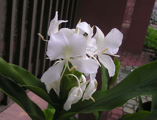 Hedychium coronarium