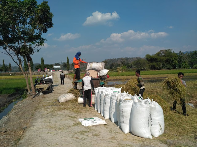 Mesin Panen Padi Kini Bisa Mendekat Di Sawah Desa Jimbung
