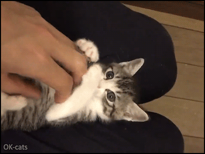 Cute Kitten GIF • Surprised Kitty strikes again! cute and funny kitten playing on its back. So snuzzy kitty ♥ Cute Kitten GIF • Surprised Kitty strikes again! cute and funny kitten playing on its back. So snuzzy kitty ♥
