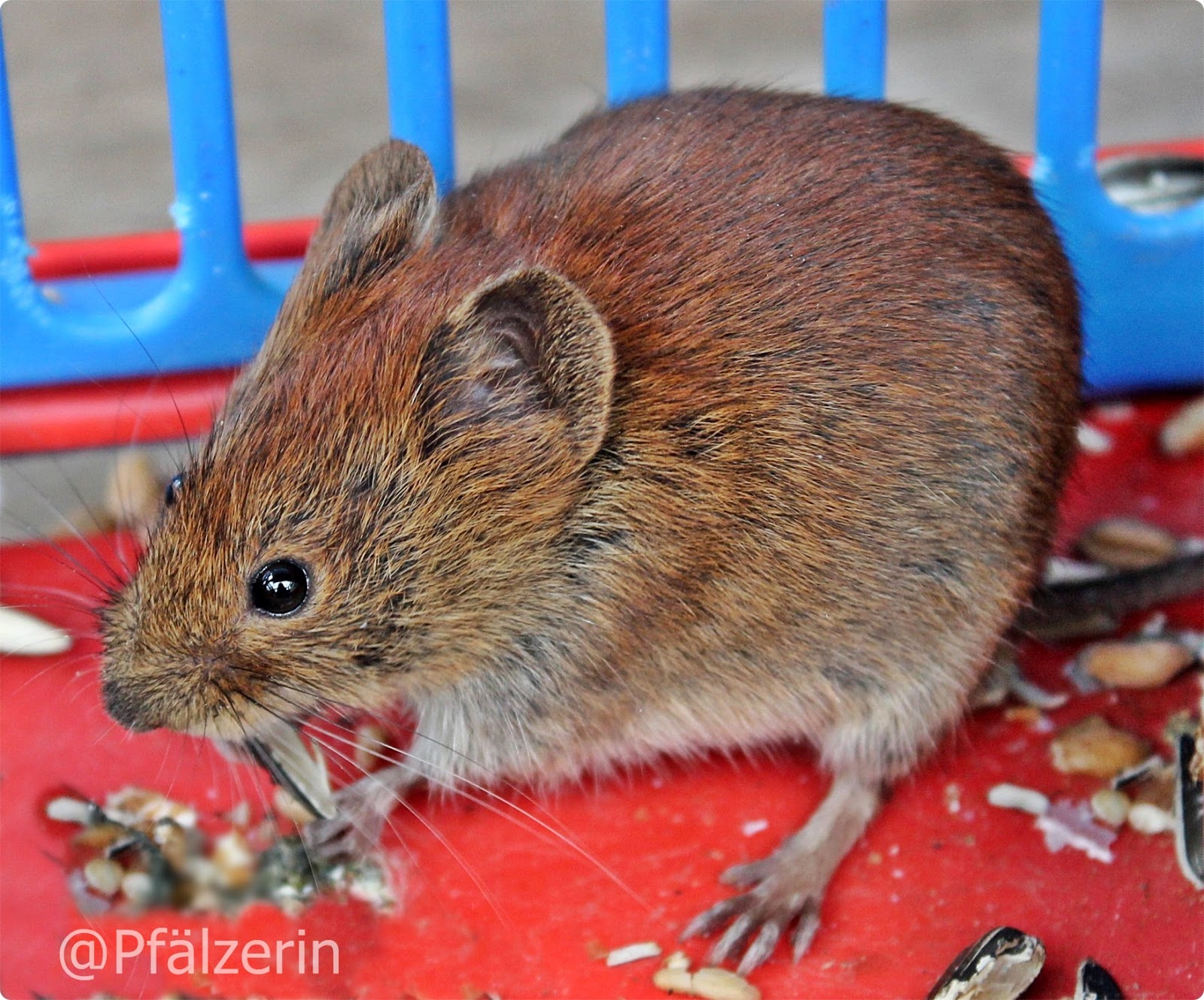 Freude am Garten Plagegeister oder niedliche Besucher?