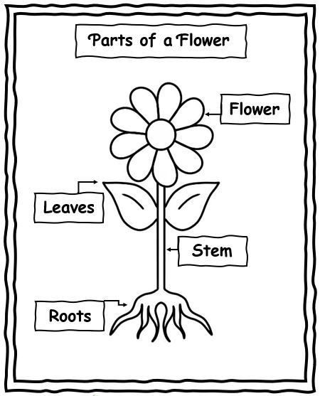 FREE Parts of a Flower (Preschool)