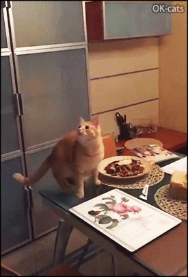 Hilarious cat GIF • Epic fail. Clumsy cat jumps from table to catch a fly and knocks over dish with food, haha. Hilarious cat GIF • Epic fail. Clumsy cat jumps from table to catch a fly and knocks over dish with food, haha.