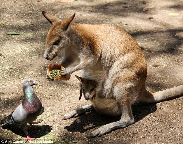 THE KINDNESS OF ANIMALS