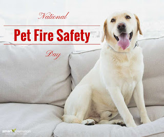 National Pet Fire Safety Day HD Pictures, Wallpapers