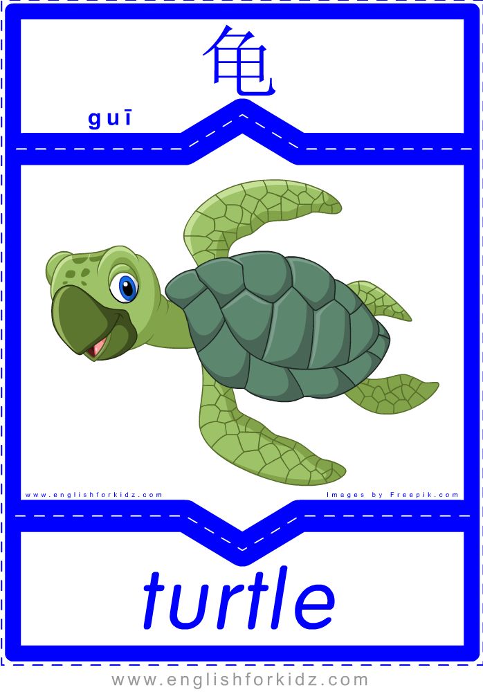 Как будет черепаха на английском. Черепаха на английском. Карточка черепаха на английском. Turtle Flashcards for Kids. Chinese Flashcards.