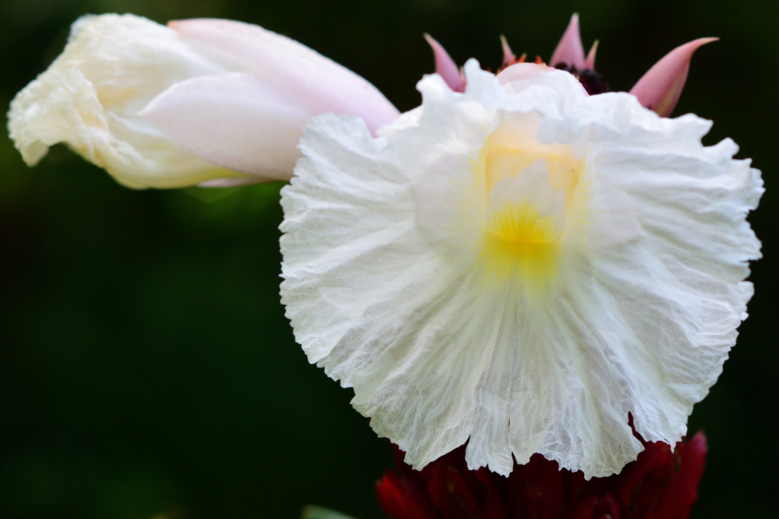 White Tropical Flower
