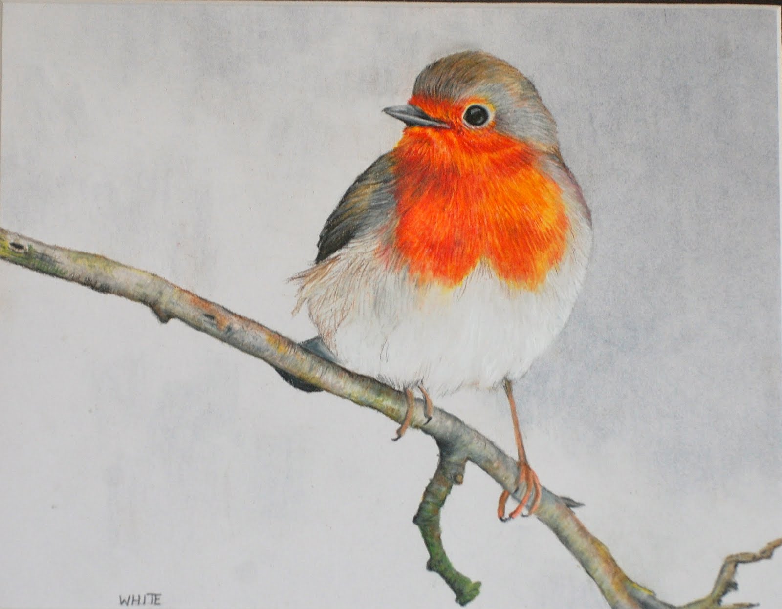 WHITE'S WIGGLY ZACK Robin Red Breast