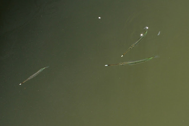 Zenarchopterus buffonis Zenarchopterus buffonis