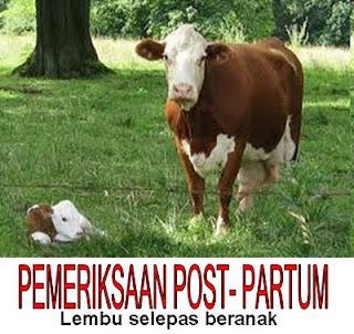 Bukan doktor veterinar: Ternak Lembu Daging / Tenusu
