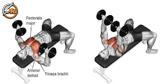 5 Exercises to Build Chest Muscle With Dumbbells