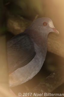 White-fronted Quail-Dove