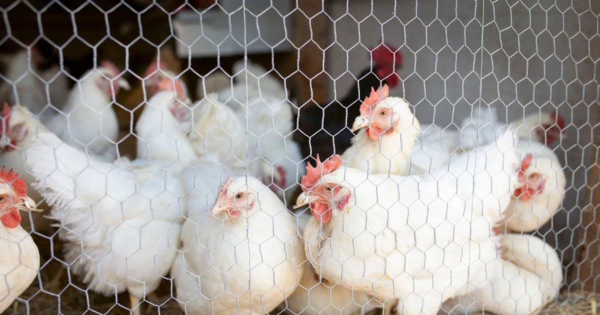 How Do Chickens Handle Hot Weather?