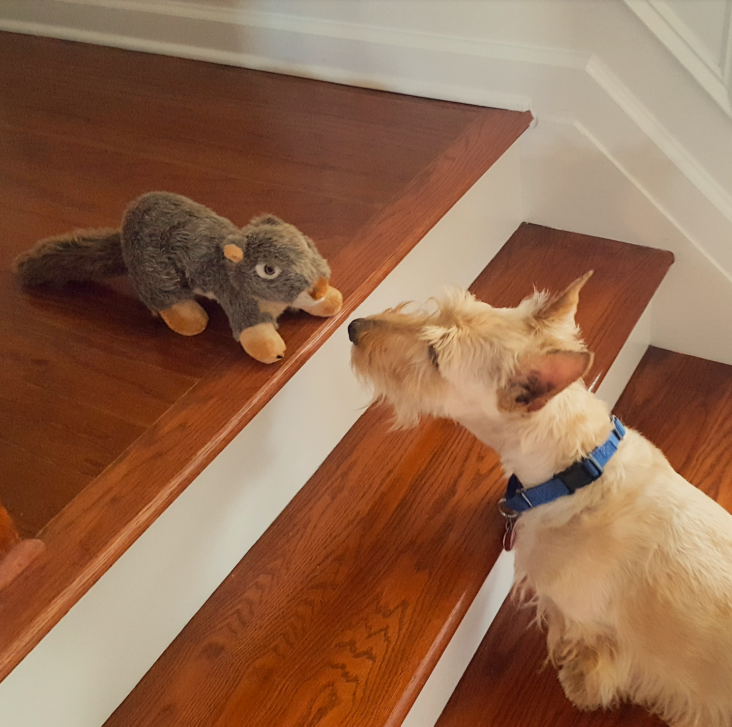 Scottie Mom What Happens When the Dog Finally Catches that Squirrel