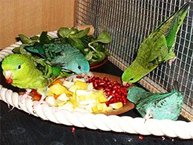 Lineolated Parakeet Breeding, Lineolated Parakeet Food, Parakeet Bird, Barred Parakeet, Lineolated Parakeet