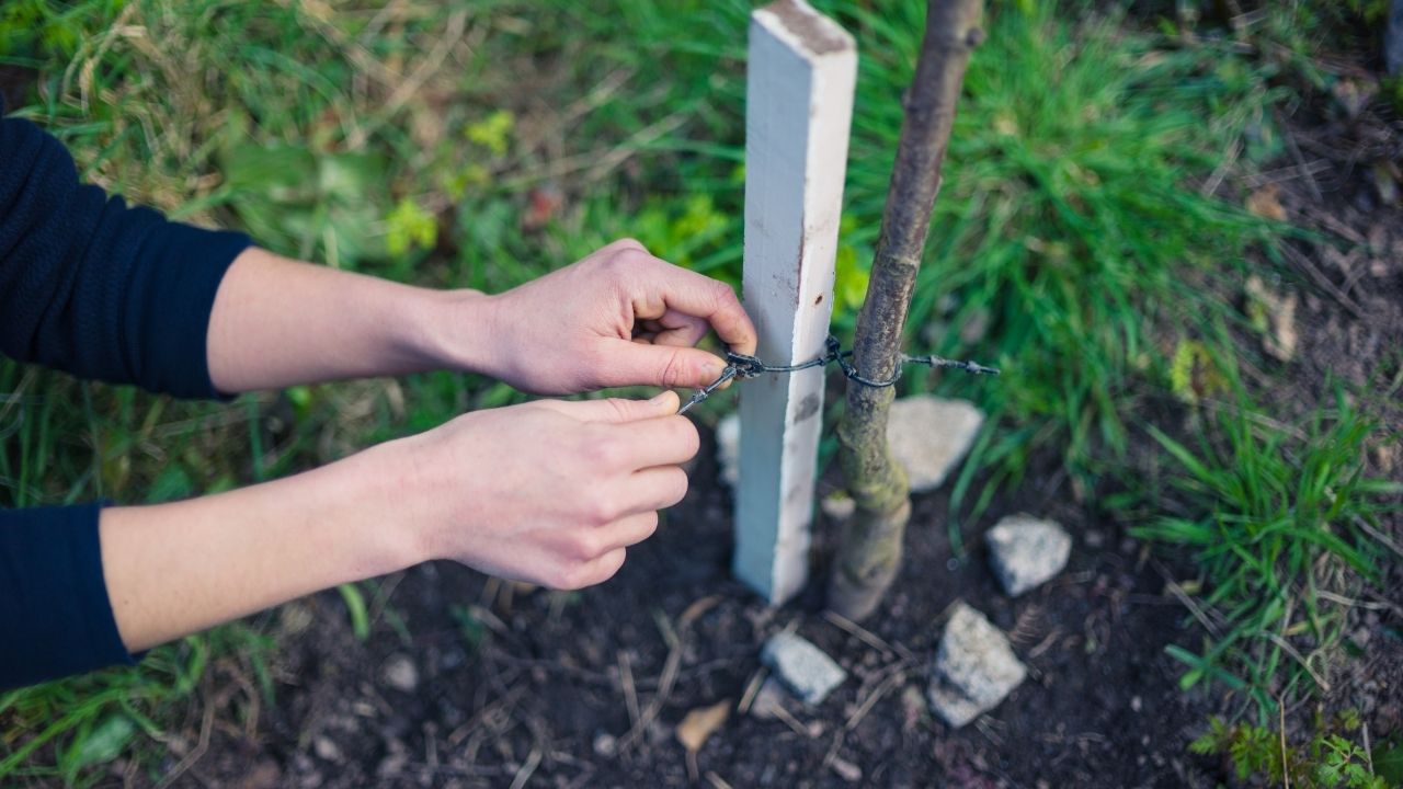 Staking a Young Tree Digital Articles Portal Blog