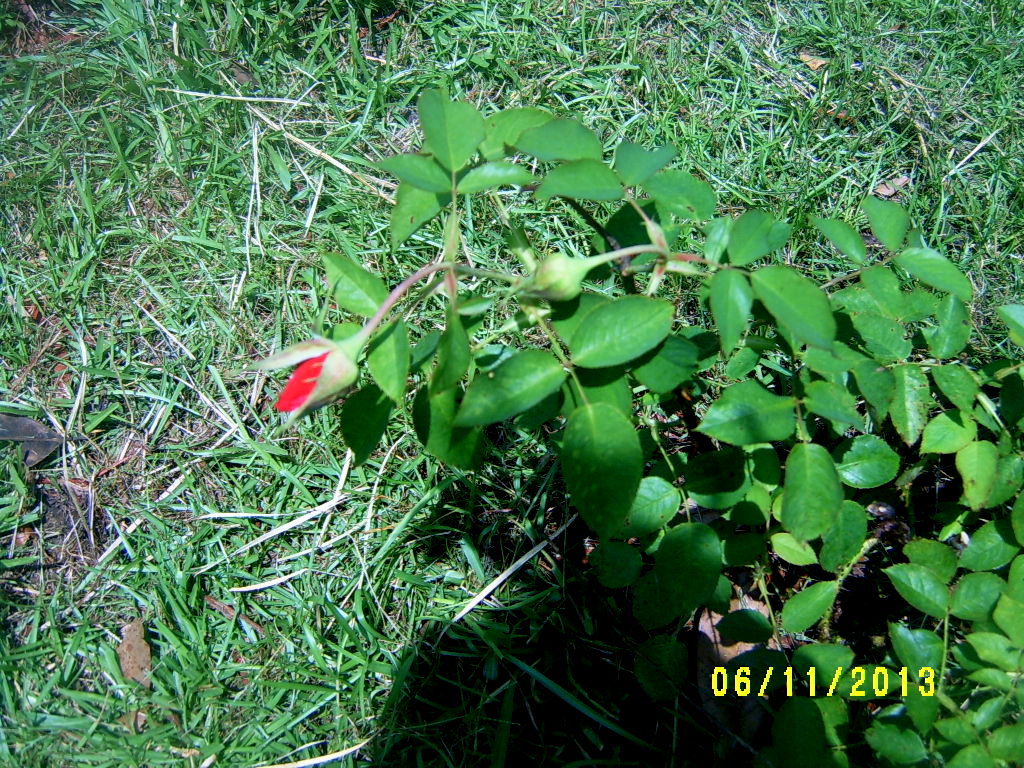 Alabama Rose and Flower Garden from a NonGreen Thumb Why Do Roses