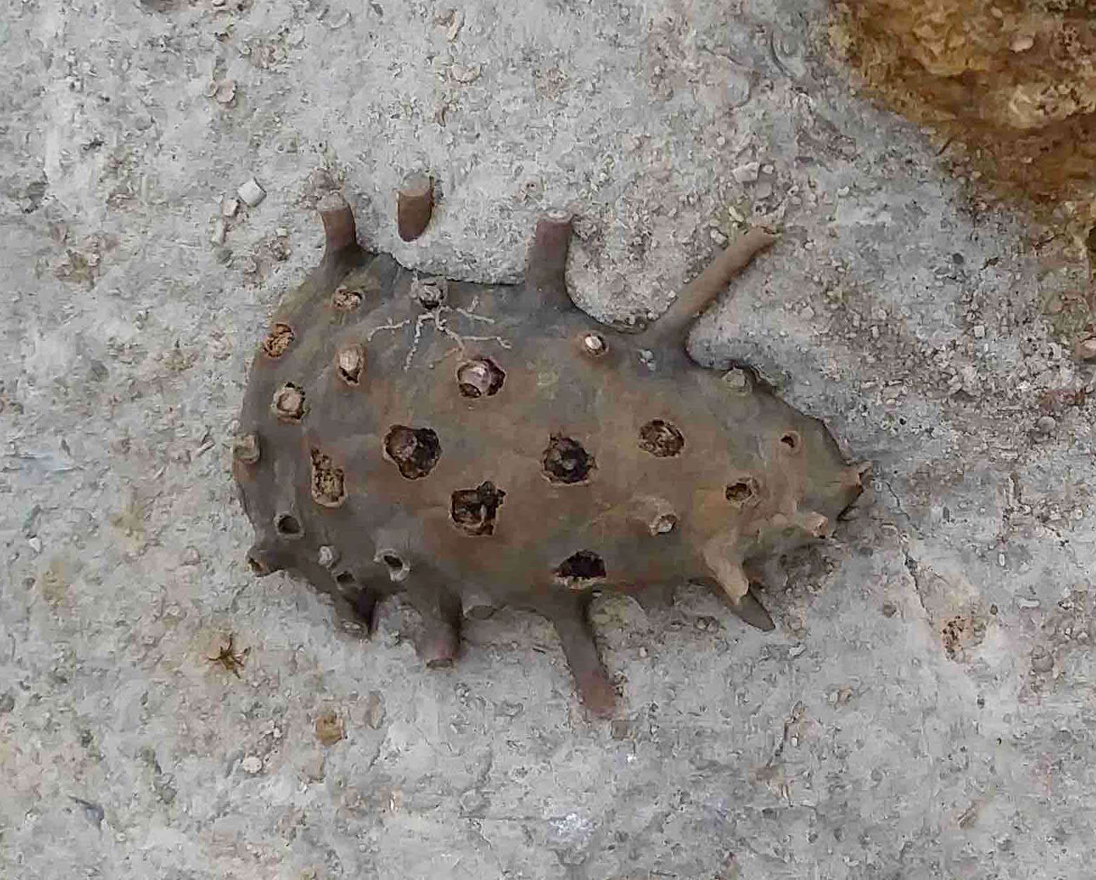 Louisville Fossils and Beyond Really Nice Spiny Snail Fossil