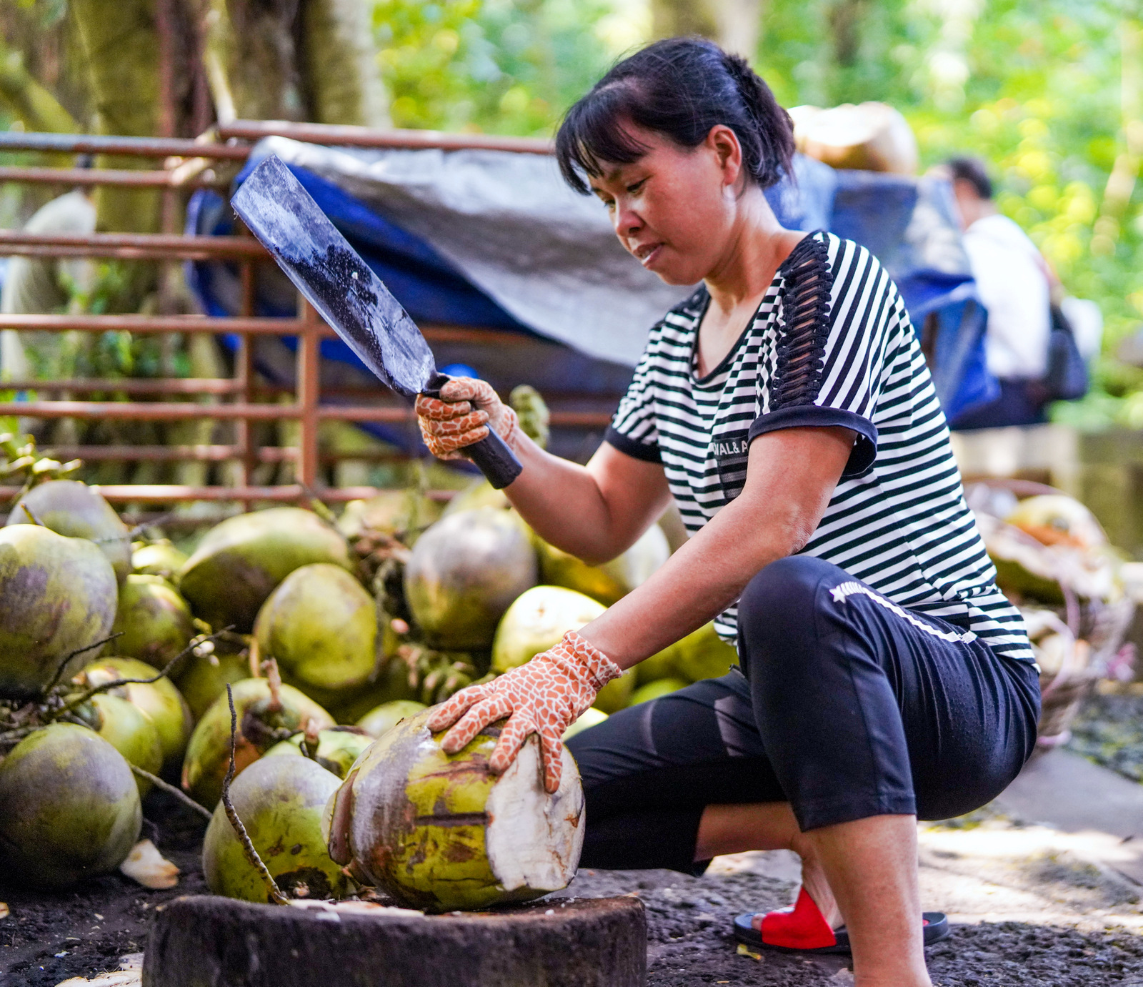 coconuts & mangoes, hainan