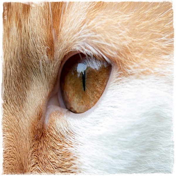 Bahaya Bulu Kucing Bagi Kesehatan Manusia Bahaya Bulu Kucing Bagi Kesehatan Manusia