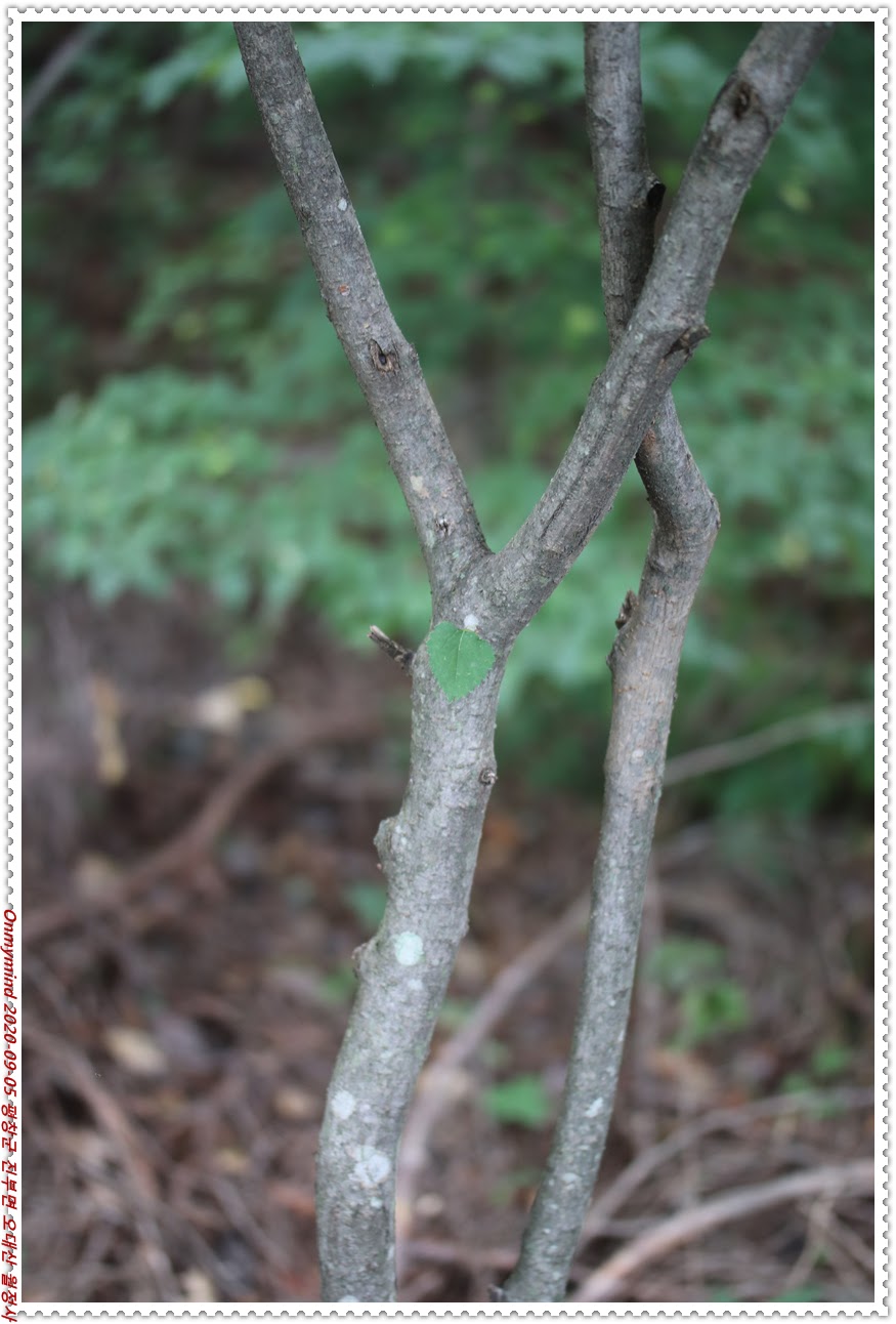 오대산 월정사 오대산 월정사