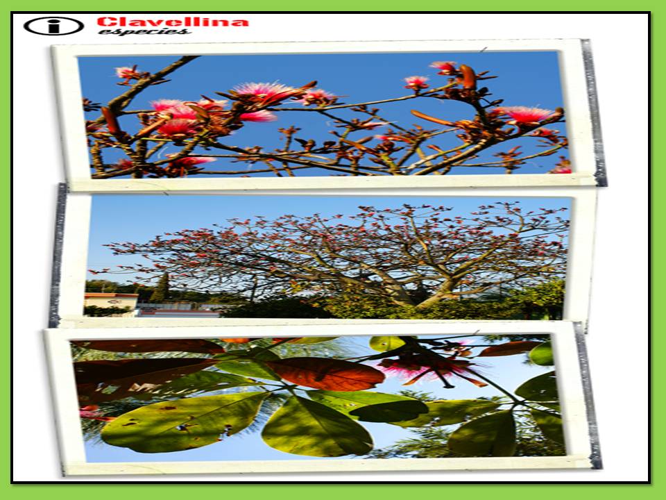 UVL_Ecología y Medio Ambiente_MACH 5 Especies