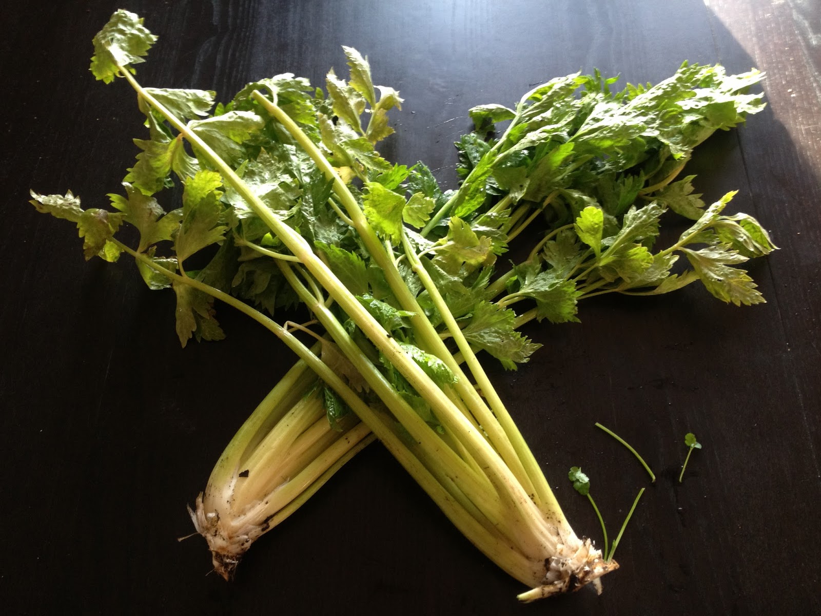 The Celery Harvest