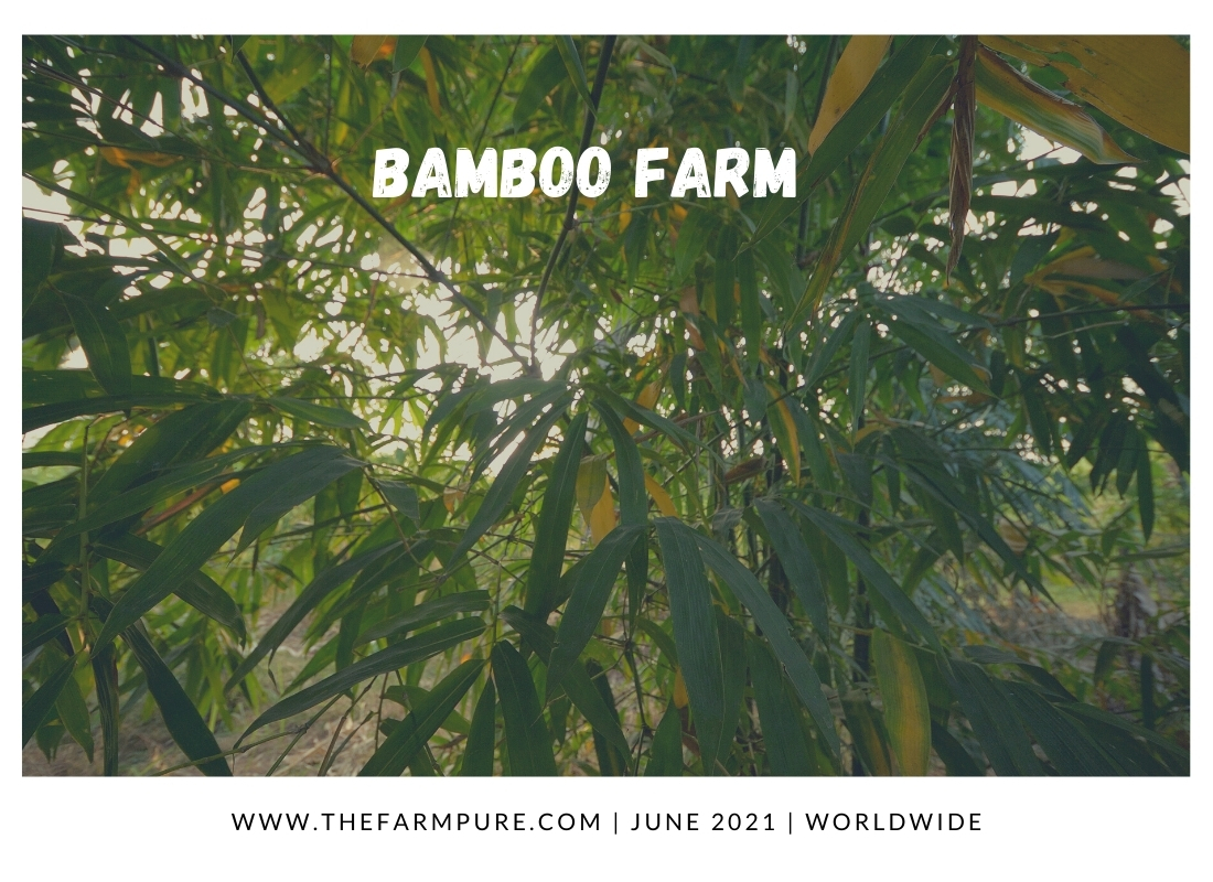 Top 10 Most Profitable Cash Crops The FarmPURE