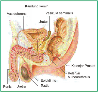 Bagian testis yang berperan dalam produksi sperma dan hormon testosteron disebut....