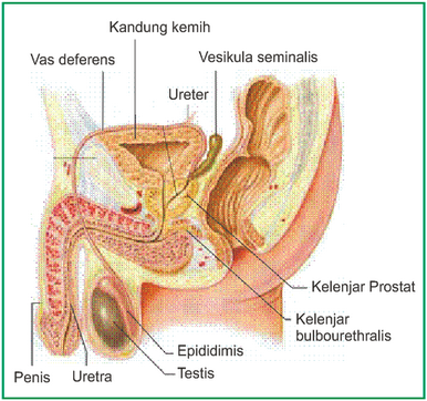 Pasangan antara bagian alat reproduksi laki laki dan fungsinya berikut ini yang benar adalah