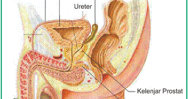 Saluran yang berperan dalam menghubungkan epididimis dengan uretra adalah