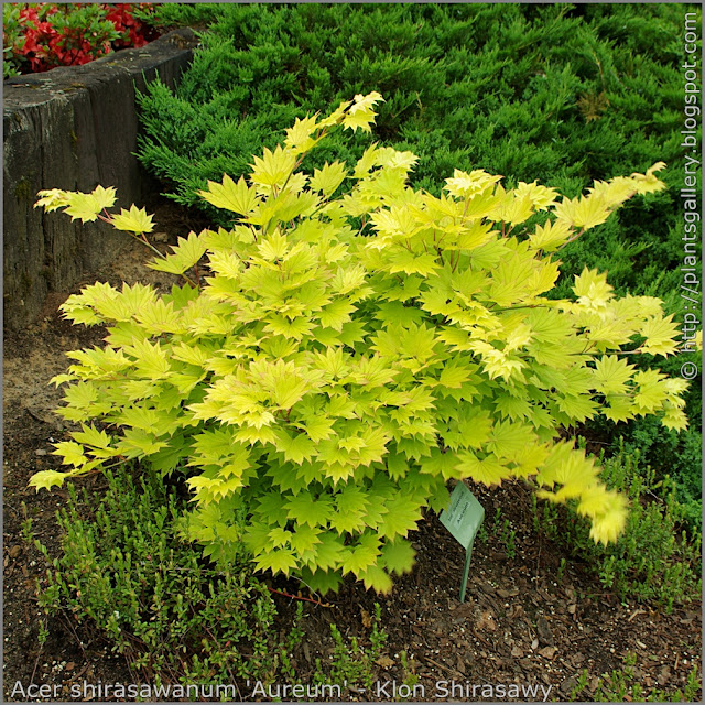 Acer shirasawanum 'Aureum' - Klon Shirasawy pokrój jesienią