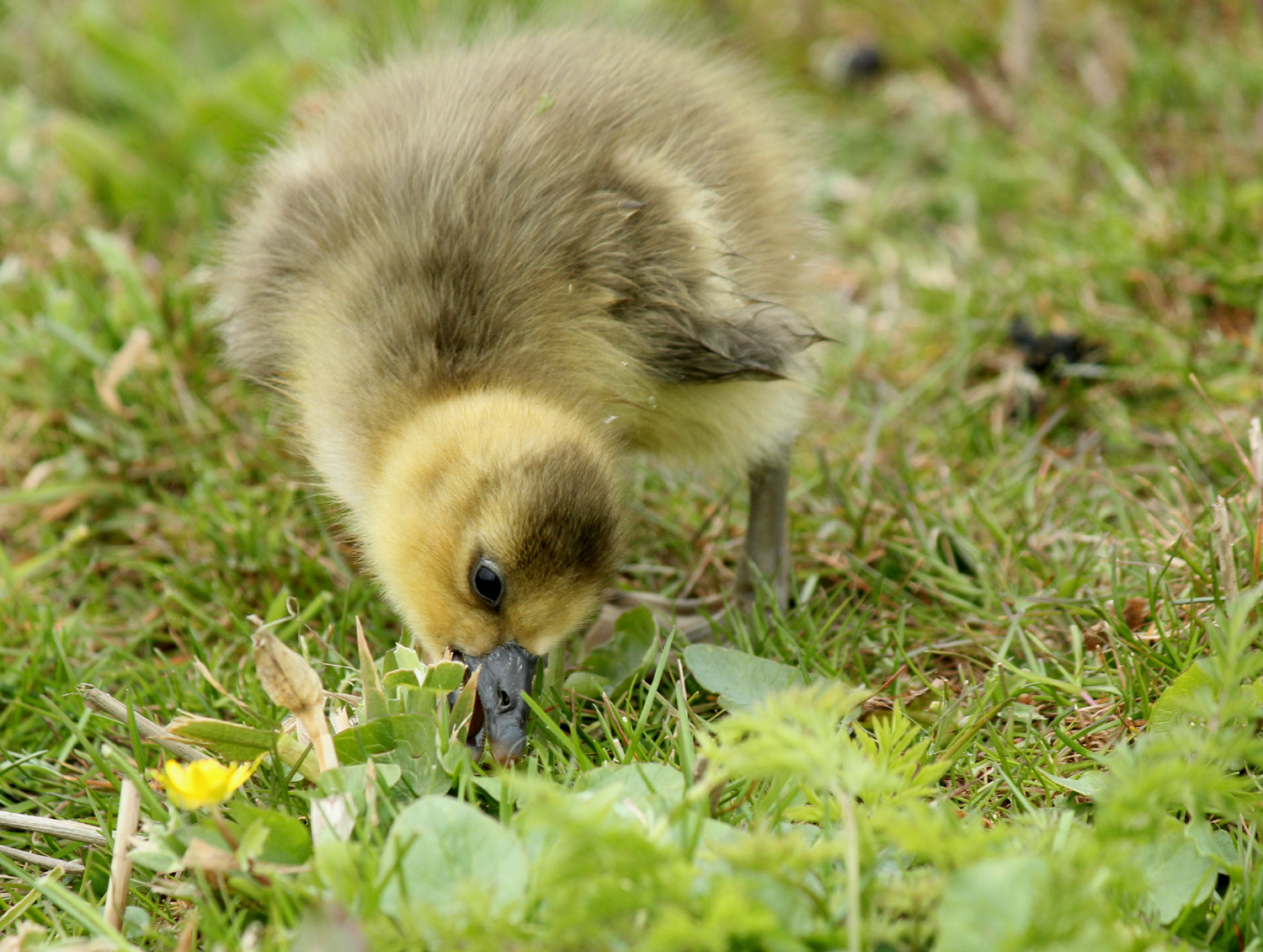 BO629HR Jammer dat ze zo groot worden