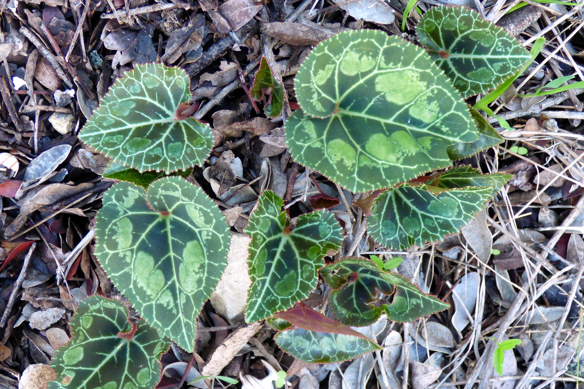 vapaa aikuinen porno sovellus