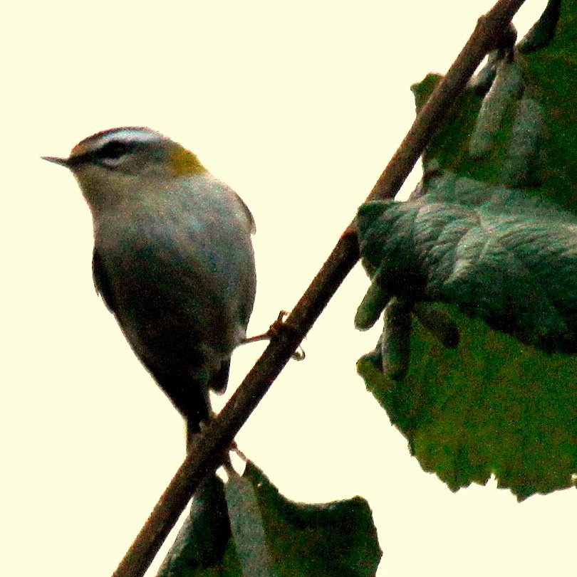 Ogden Firecrest