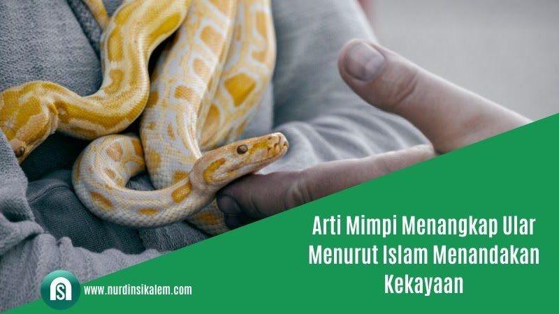 Arti Mimpi Menangkap Ular Menurut Islam Menandakan Kekayaan Blog Nurdin Sikalem Arti Mimpi Menangkap Ular Menurut Islam Menandakan Kekayaan Blog Nurdin Sikalem