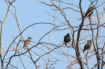 Estornell vulgar (Sturnus vulgaris)