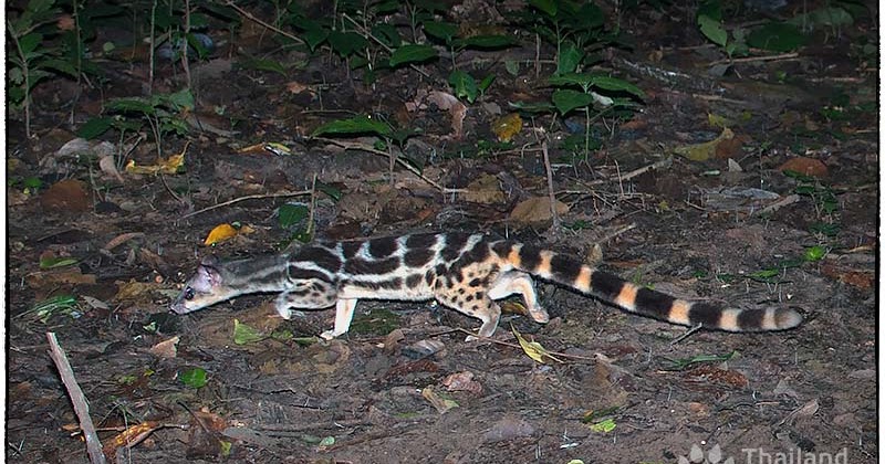 Mamíferos do Mundo Família Prionodontidae